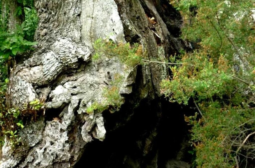 CHATAIGNERAIE DE PIANELLU